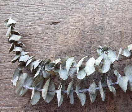 Flat lay dried eucalyptus branches on rustic wooden texture background 库存照片