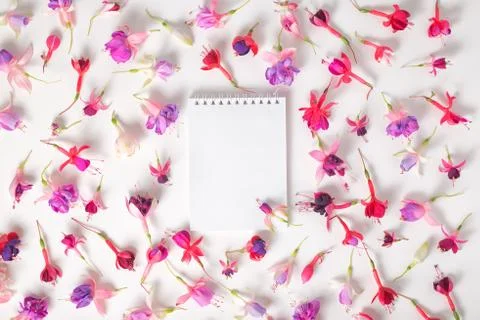 Flat lay of empty notebook and heads hybrid colorful fuchsia flowers on white 写真素材