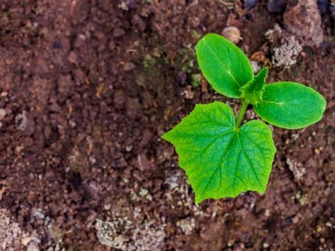 Flat lay. The first leaves of a sprout of cucumber in moist soil. Copy space. Stock Photos