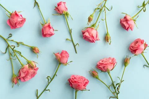 Flat lay of floral pattern with pink roses flowers on blue background. Floral Stock Photos