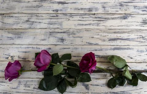 Flat Lay, Flower layout Pink roses on wooden background Stock Photos