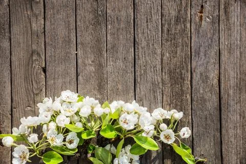 Flat lay flowers background Stock Photos