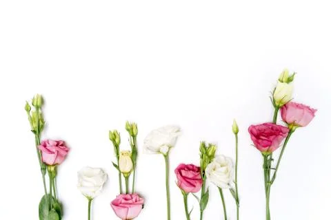 Flat lay flowers eustoma pink and white on white background isolated Stock Photos