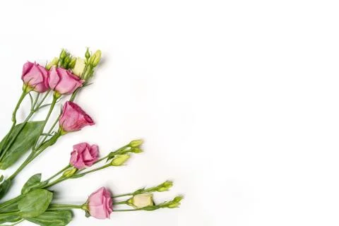 Flat lay flowers eustoma pink and white on white background isolated Stock Photos