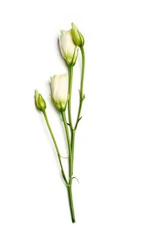 Flat lay flowers white eustoma on white background isolated Stock Photos