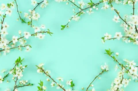 Flat lay frame branches bloom trees with white flowers on mint background Stock Photos