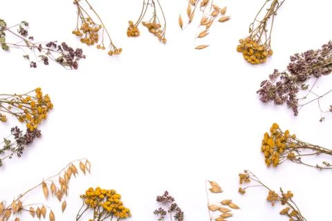 Flat lay frame. Dry branches of tansy and heather on a white background. Stock-Fotos