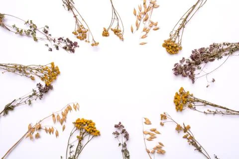 Flat lay frame. Dry branches of tansy and heather on a white background Stock Photos