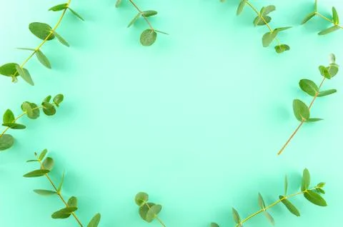 Flat lay. Frame of eucalyptus on mint background. Minimal style design with Stock Photos