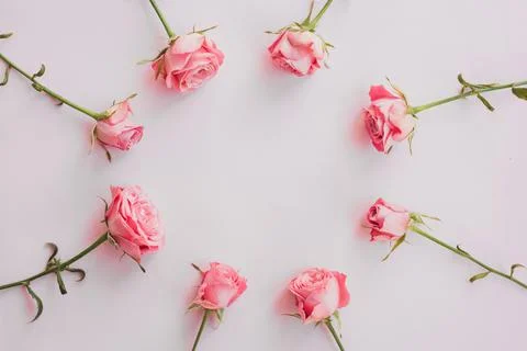 Flat lay of frame with pink rose flowers on pink background. Floral design top Stock Photos