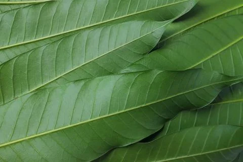 Flat lay Fresh green mango leaf texture for background.mango tree from thailand Stock Photos
