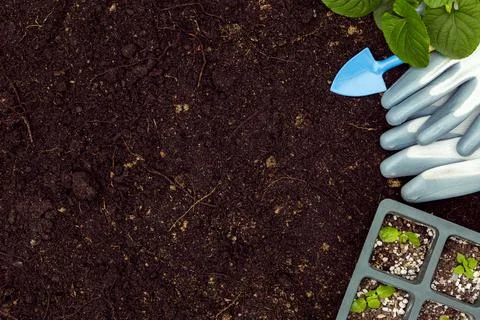 Flat lay gardening tools plants soil with copy space Stock Photos