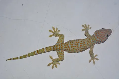 Flat lay gecko that is attached to the wall of the house Stock Photos