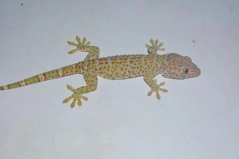 Flat lay gecko that is attached to the wall of the house Stock Photos