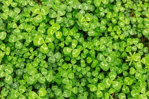 Flat Lay Green Grass Background for Fresh Wallpaper Design Foto stock