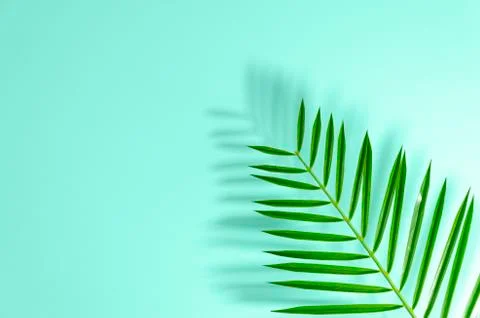 Flat lay green leaf of palm tree closeup with hard shadows. Copy space text or Stock Photos