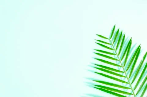 Flat lay green leaf of palm tree on mint background with soft shadows. Copy Foto stock