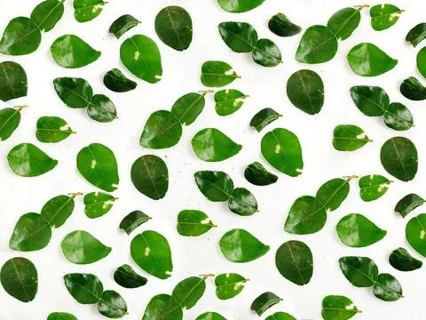 Flat Lay Green Leaf Pattern On White Background Stock Photos