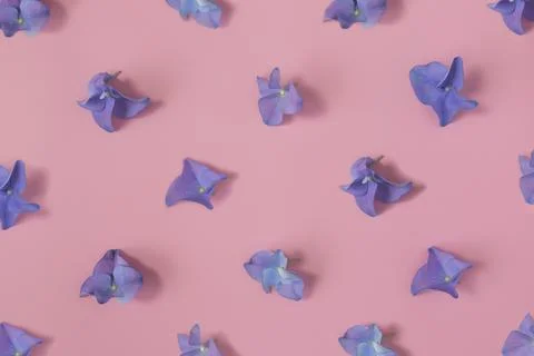 Flat lay with hydrangea or hortensia blue-purple petals on pink background Stockfoto's
