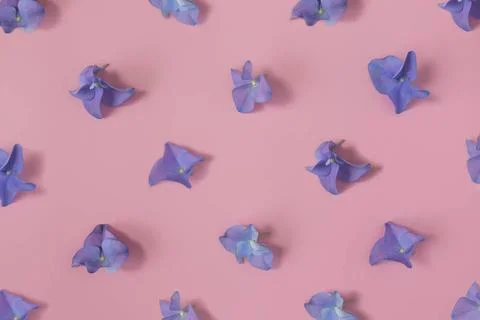  Flat lay with hydrangea or hortensia blue-purple petals on pink backgroun... 스톡 사진