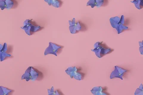 Flat lay with hydrangea or hortensia blue-purple petals pattern on pink Stock Photos
