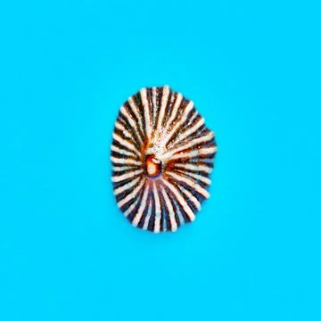 Flat Lay isolated image of a coastal seashell on a blue background Stock Photos