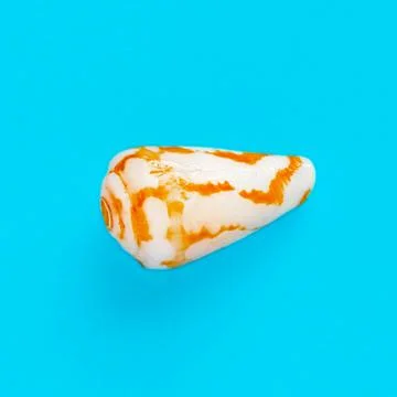 Flat Lay isolated image of a coastal seashell on a blue background Stock Photos