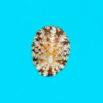 Flat Lay isolated image of a coastal seashell on a blue background Foto stock