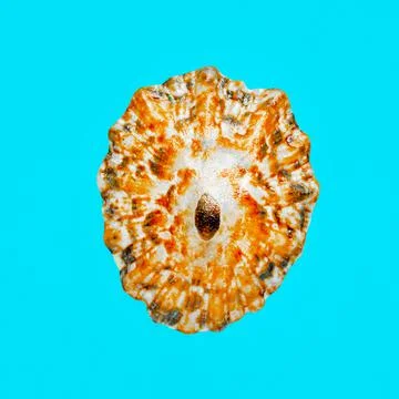 Flat Lay isolated image of a coastal seashell on a blue background Stock Photos