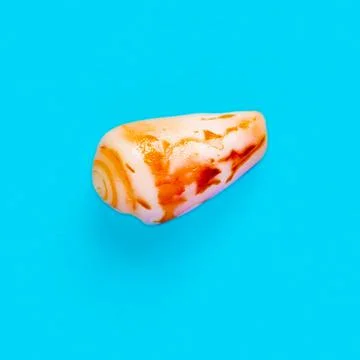 Flat Lay isolated image of a coastal seashell on a blue background Stock Photos