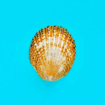 Flat Lay isolated image of a coastal seashell on a blue background Stock Photos