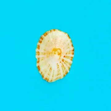 Flat Lay isolated image of a coastal seashell on a blue background Stock Photos