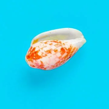 Flat Lay isolated image of a coastal seashell on a blue background Flat La... 스톡 사진