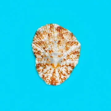 Flat Lay isolated image of a coastal seashell on a blue background Flat La... 库存照片
