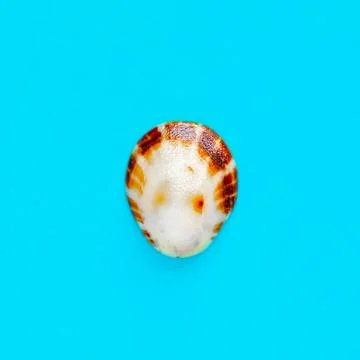 Flat Lay isolated image of a coastal seashell on a blue background Flat La... 库存照片