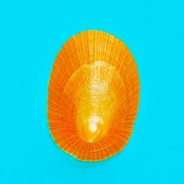 Flat Lay isolated image of a coastal seashell on a blue background Flat La... 库存照片