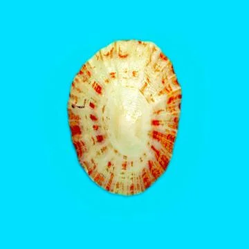Flat Lay isolated image of a coastal seashell on a blue background Flat La... 库存照片