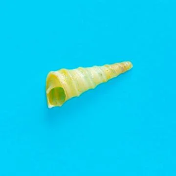 Flat Lay isolated image of a coastal seashell on a blue background Flat La... 库存照片