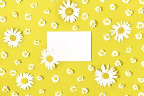 Flat lay of isolated white card with fresh camomile blossoms toned in trendy  Stock Photos