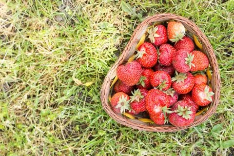 Flat lay just picked fresh strawberries in the basket above gree Stock Photos