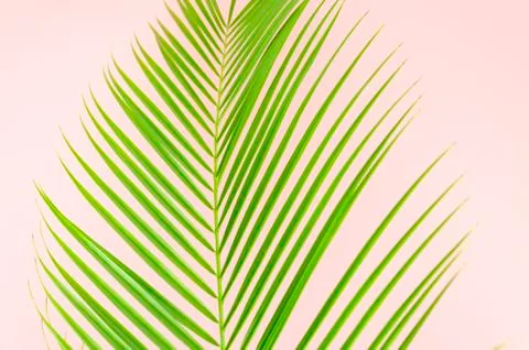 Flat lay leaf of palm branch closeup on pink background Stock Photos