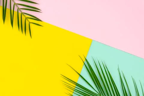 Flat lay made of tropical palm leaves lying on corners on colorful pink, mint Stock Photos