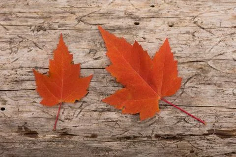 Flat Lay Maple Leaves Stock Photos