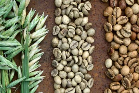 Flat lay  of medium roast and green  bean coffee with  oats as milk replacer  Stock Photos