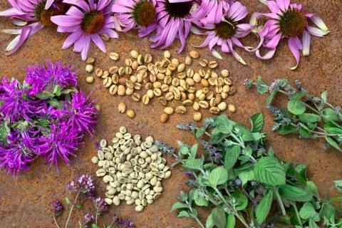 Flat lay  of medium roast and green  bean coffee , mint,   oregano, monarda,  Stock Photos