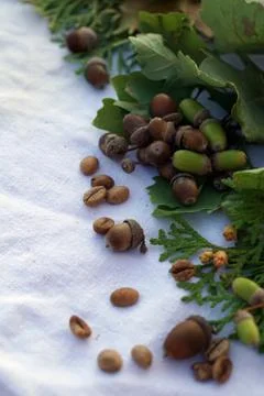 Flat lay  of   middle roasted  coffee beans and acorn on linen tableclothtabl Stock Photos