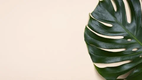 Flat lay monstera leaf with copy space 写真素材