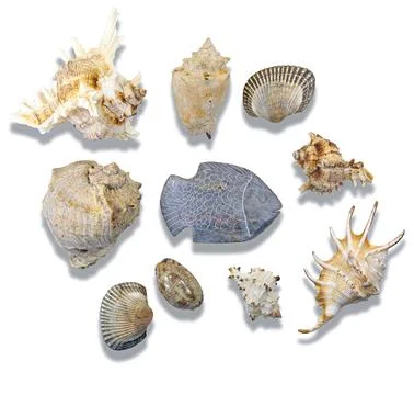 Flat lay of natural sea shells and a carved stone fish figurine on a white .. Stock Photos