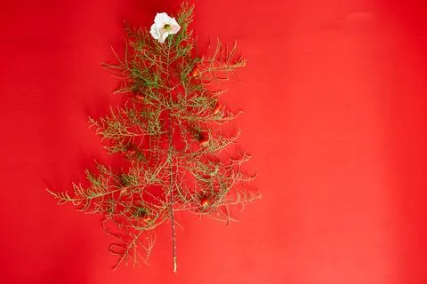 Flat Lay Of needle Leaves In A Shape Of A Christmas Tree with flower and berr Stock Photos