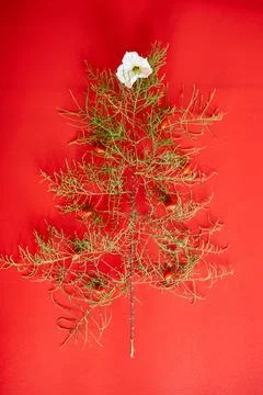 Flat Lay Of needle Leaves In A Shape Of A Christmas Tree with flower and berr Stock Photos